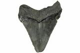 Serrated, 2" Chubutensis Tooth - Megalodon Ancestor - #202032-1